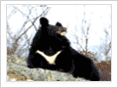 韓国黑熊